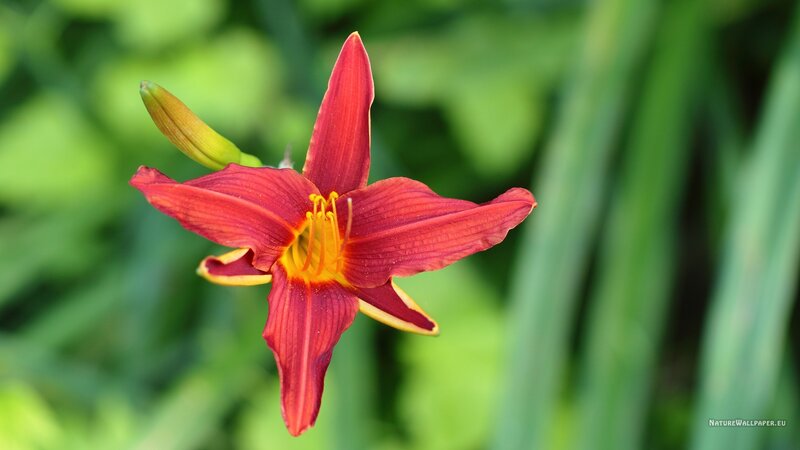 Red Daylily Flower — Serene