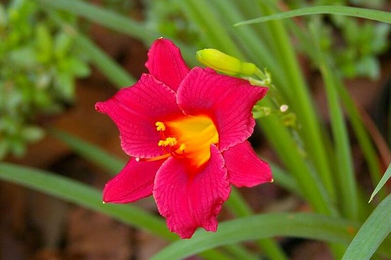 Red Daylily Flower
