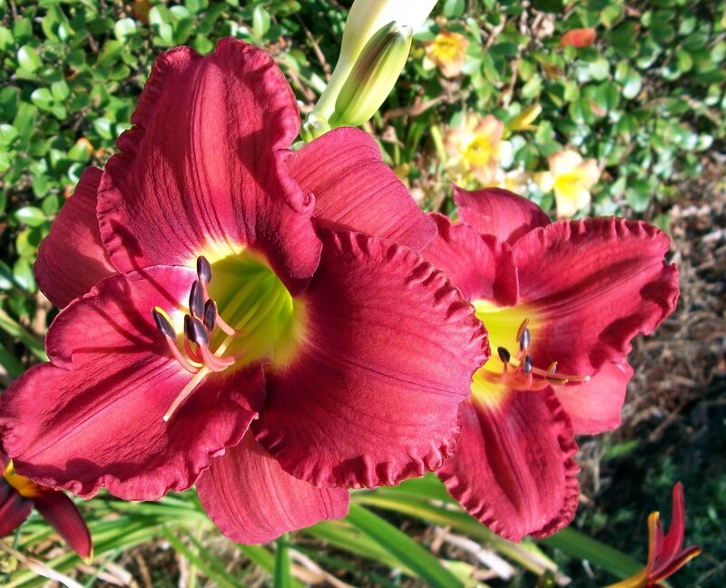 Red Daylily Flowers