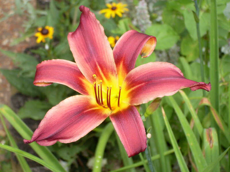 red daylily in garden