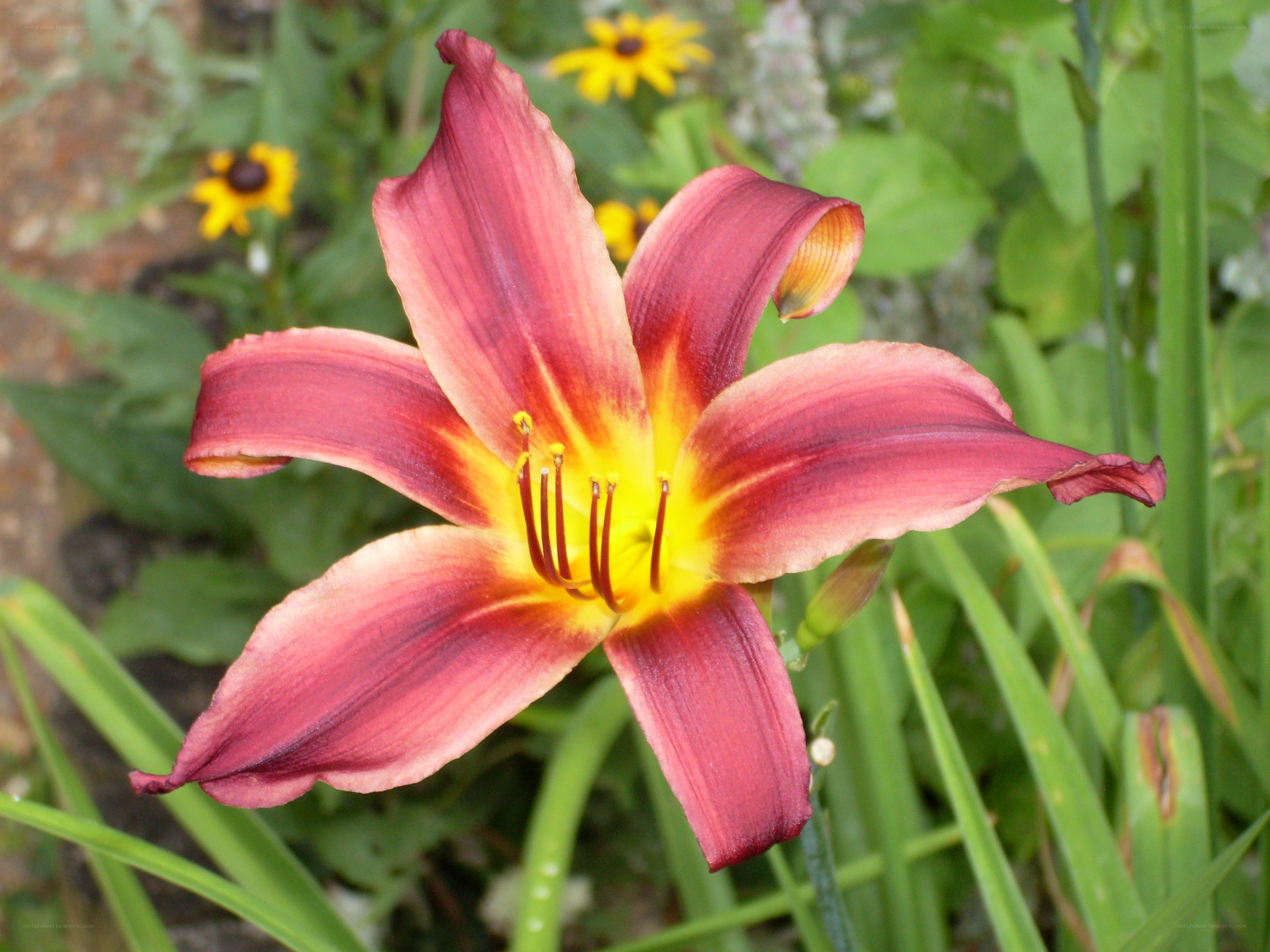 red daylily in garden
