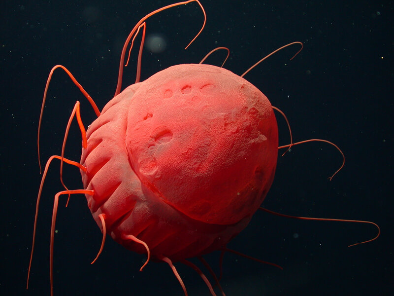 Red deep-sea sea cucumber