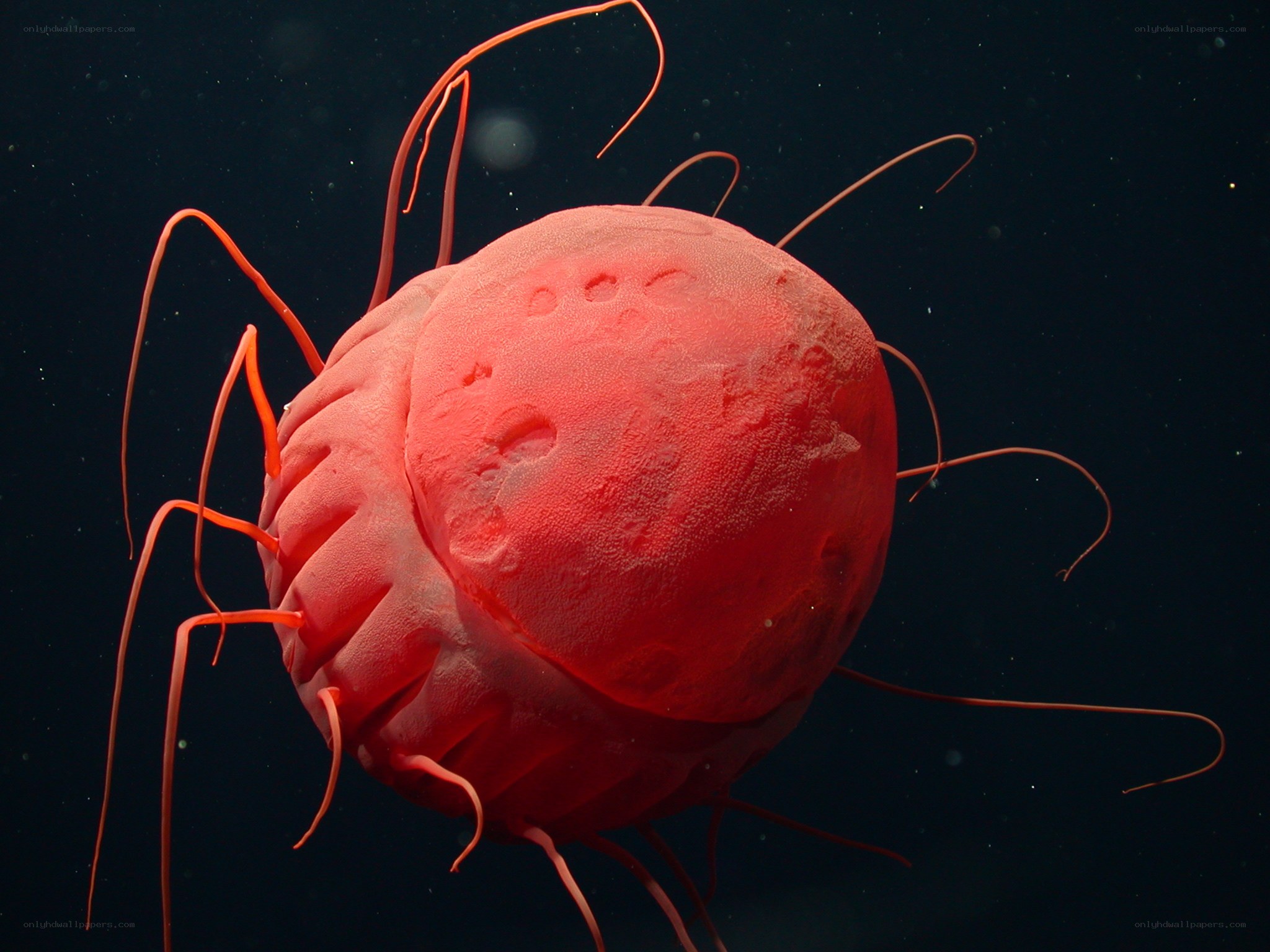 Red deep-sea sea cucumber