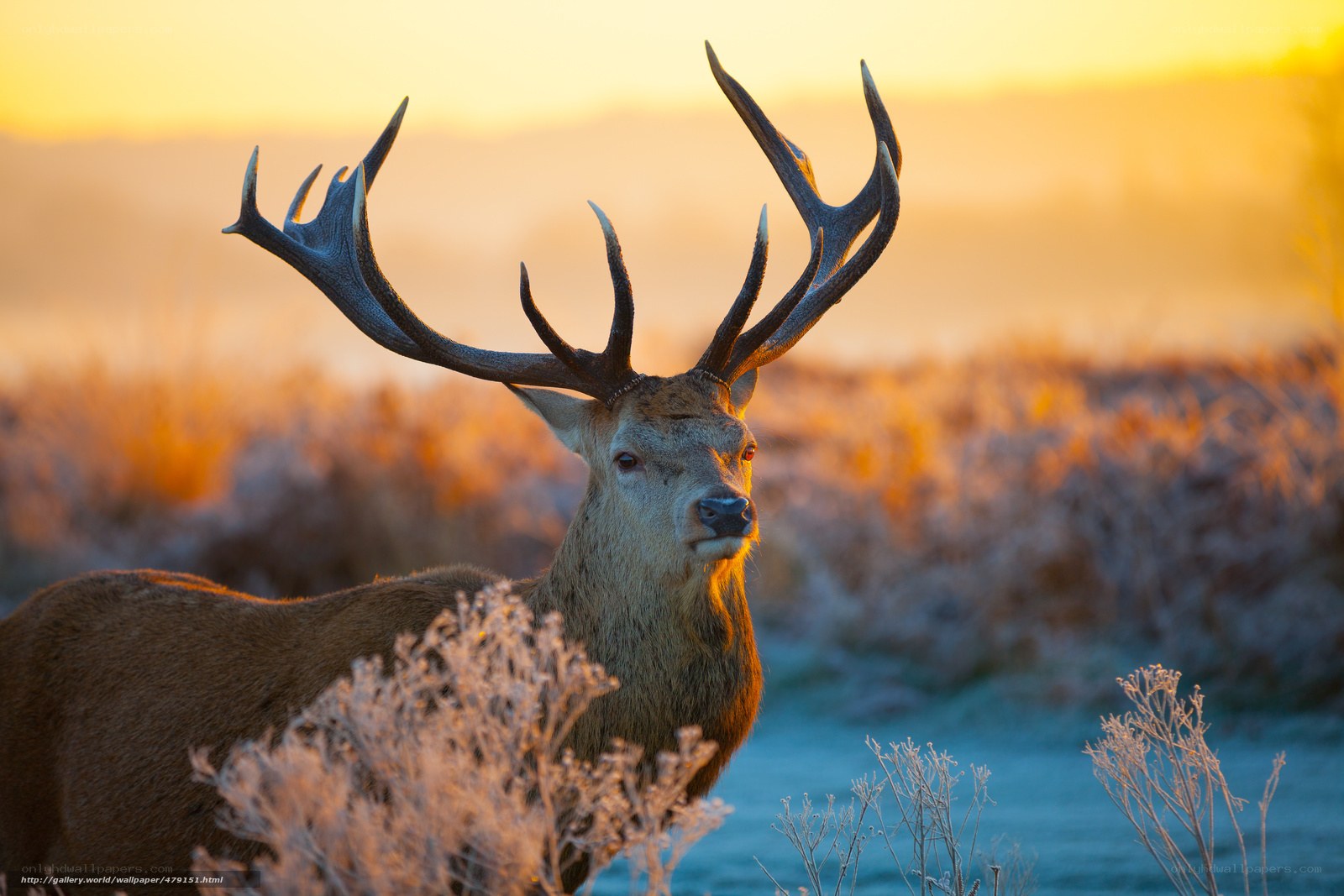 Red deer at sunrise