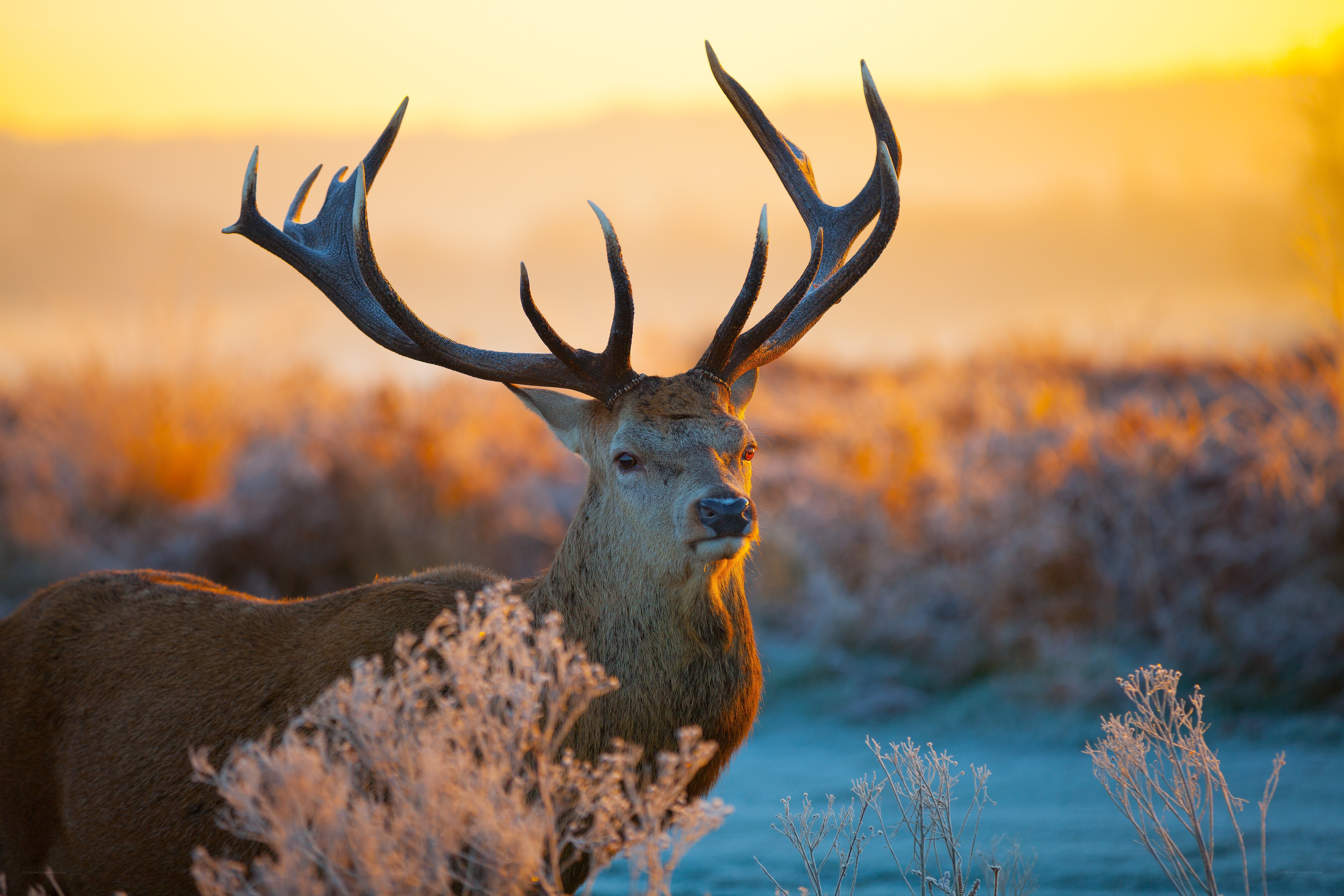 Red deer at sunrise