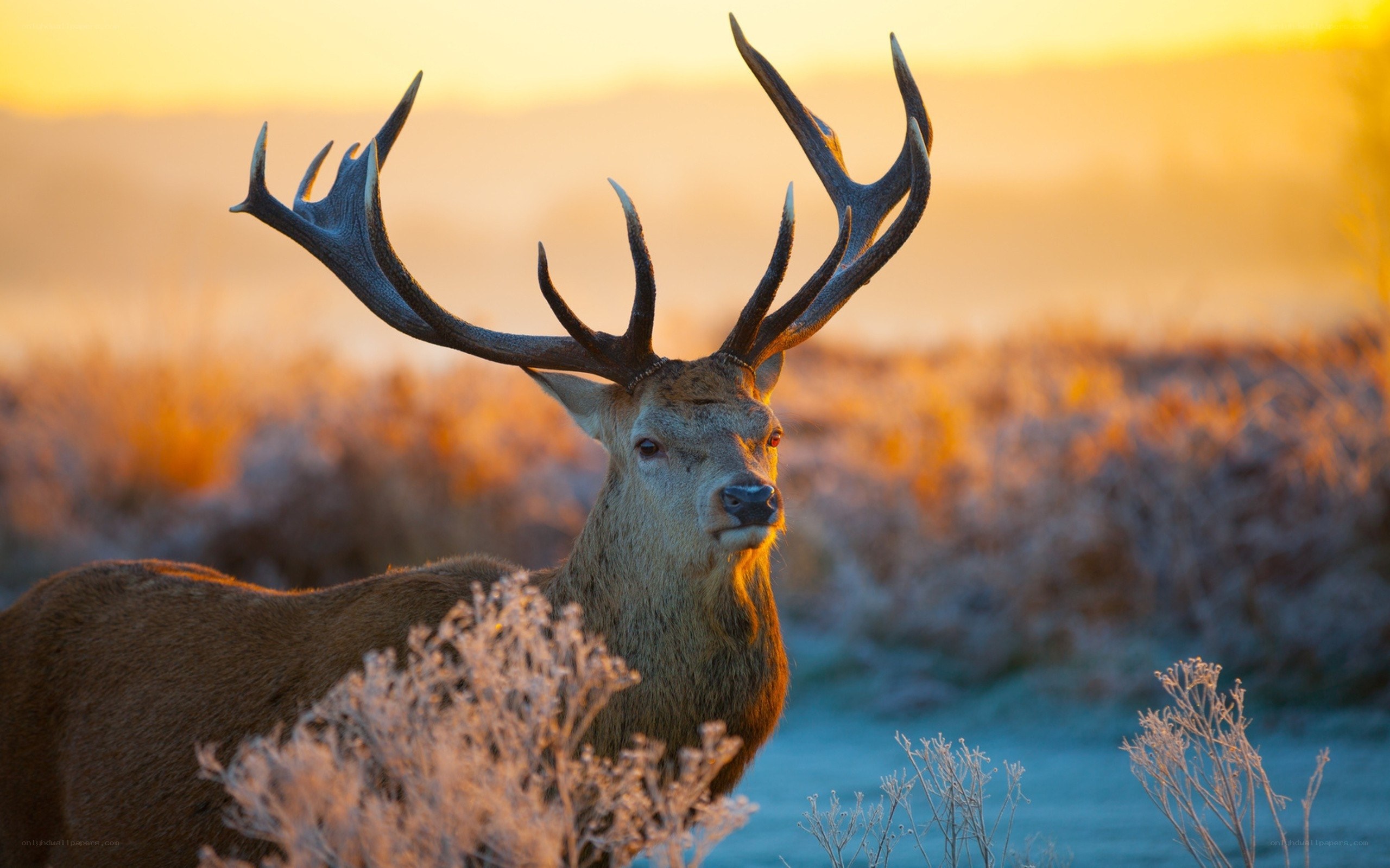 Red deer at sunrise