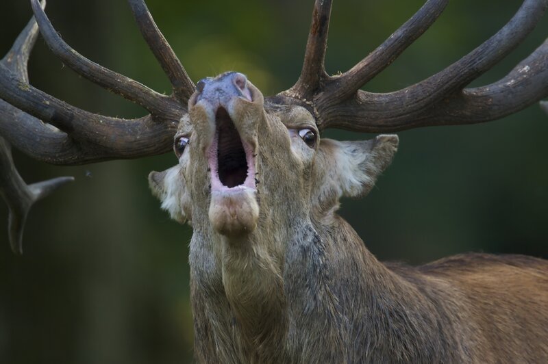 Red Deer Buck Roaring — Brown
