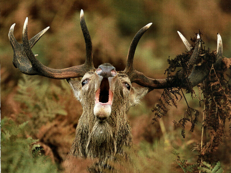 Red Deer Buck Roaring