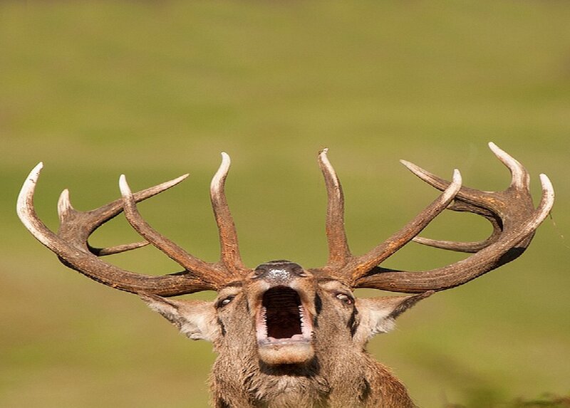 Red Deer Buck