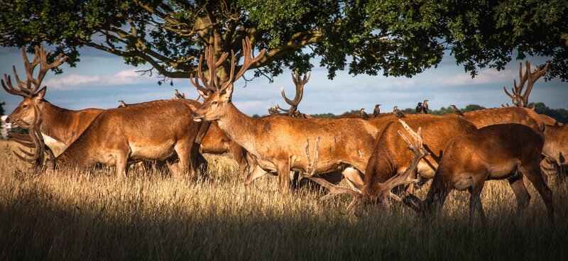 Red Deer Herd