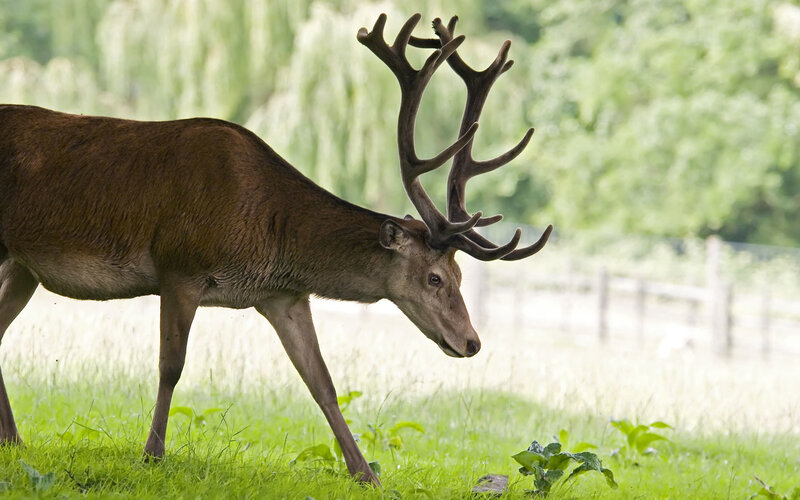 Red deer in a grassy field