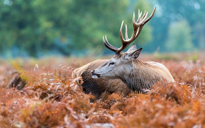 Red deer in autumn ferns