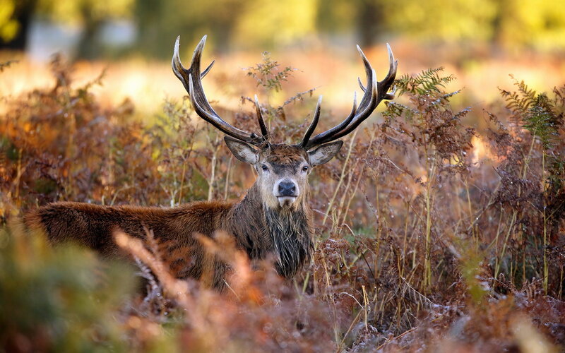 Red deer in autumn foliage