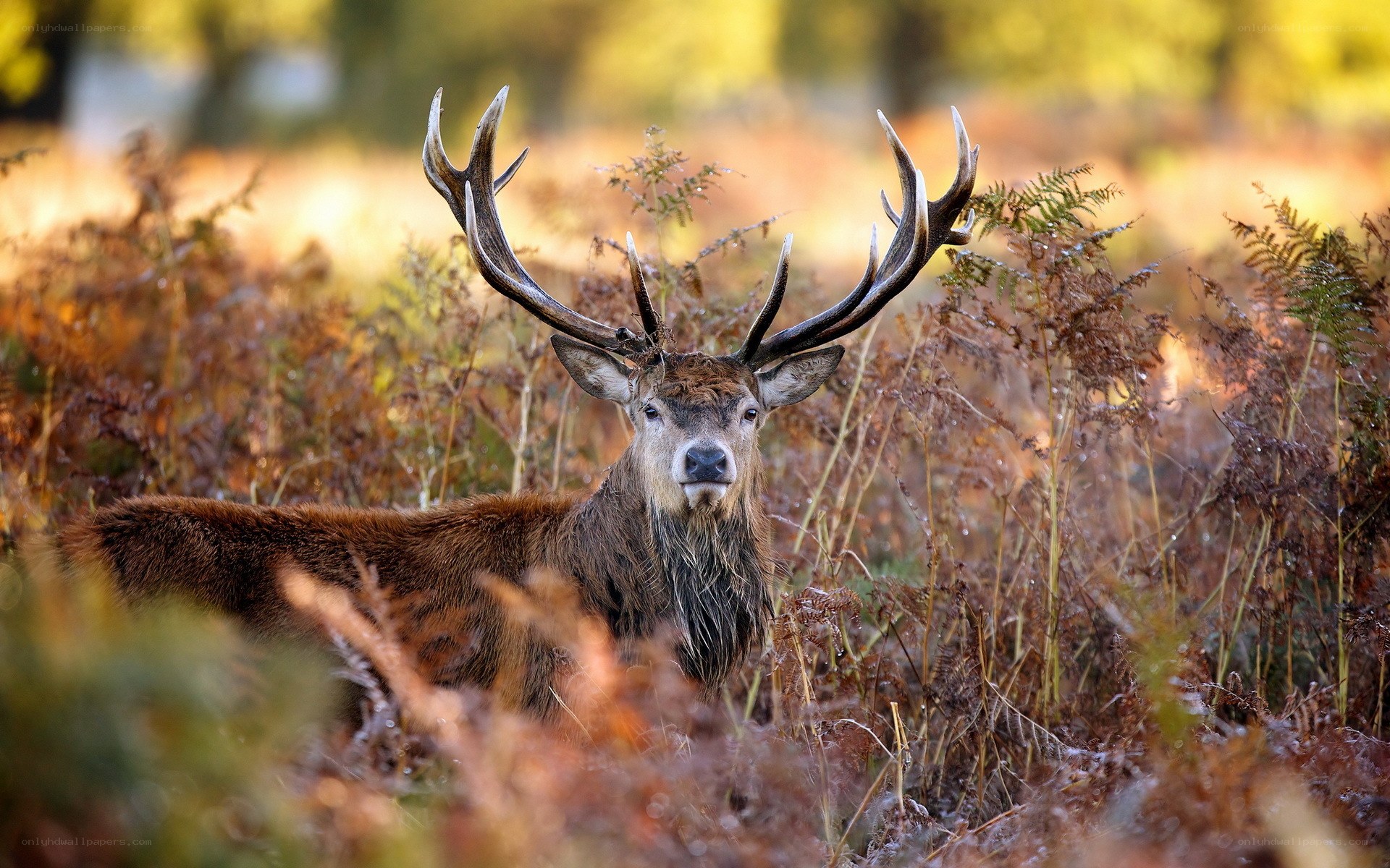 Red deer in autumn foliage