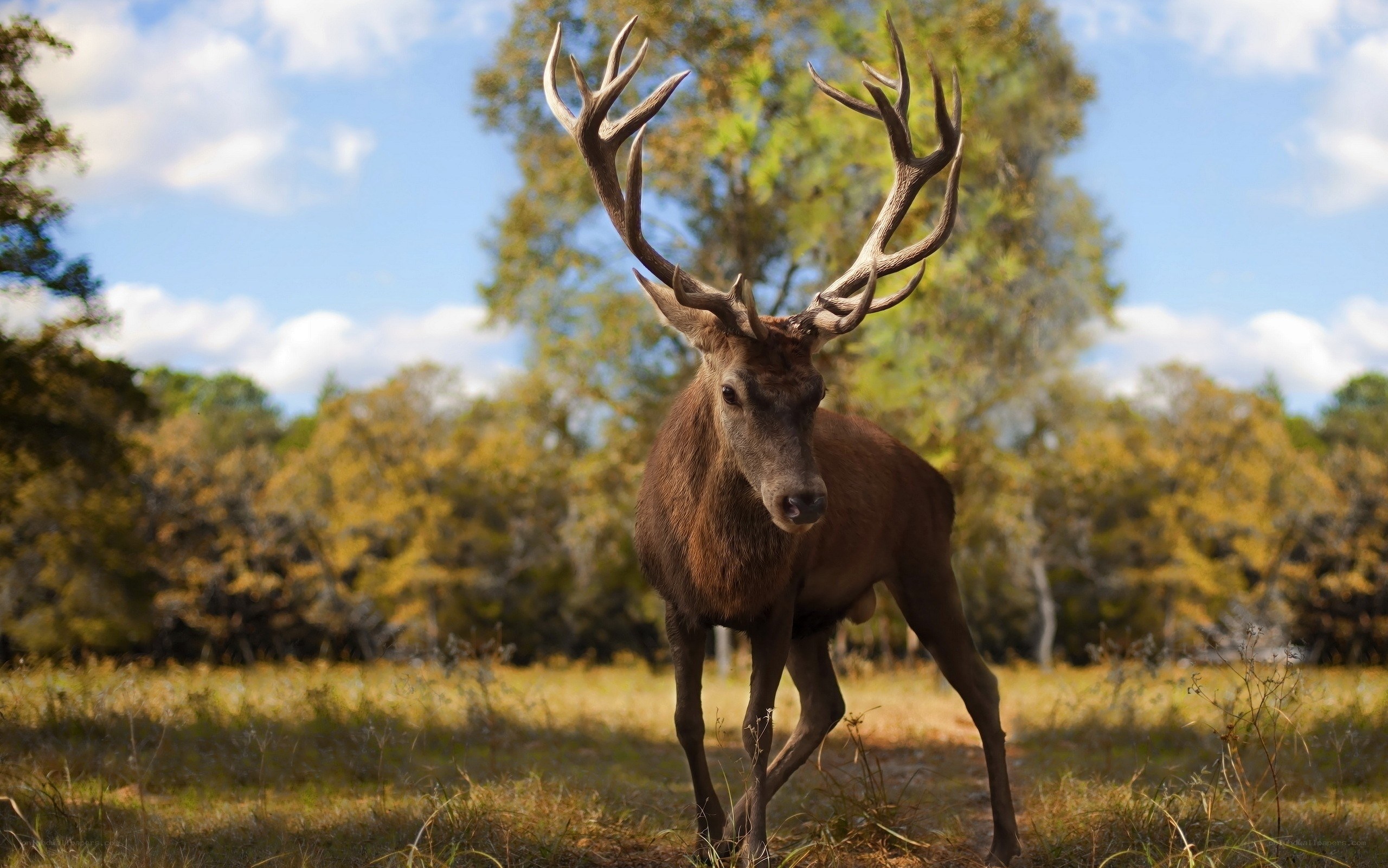 Red deer in autumn forest