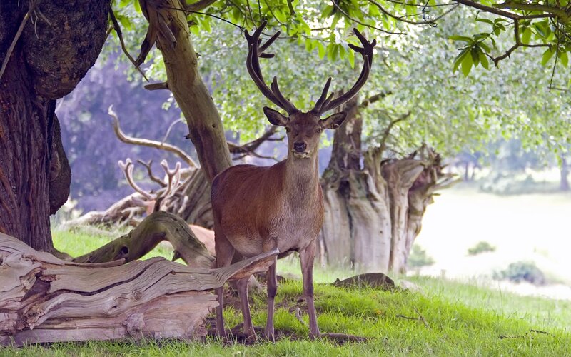 Red deer in forest