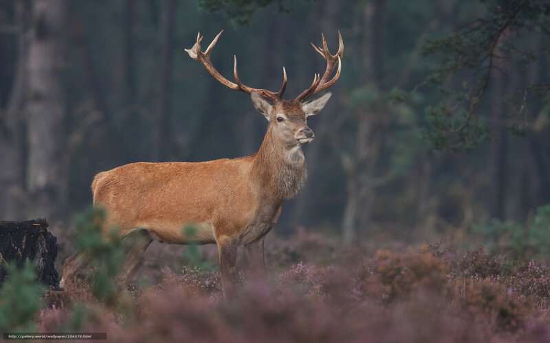 Red deer in forest