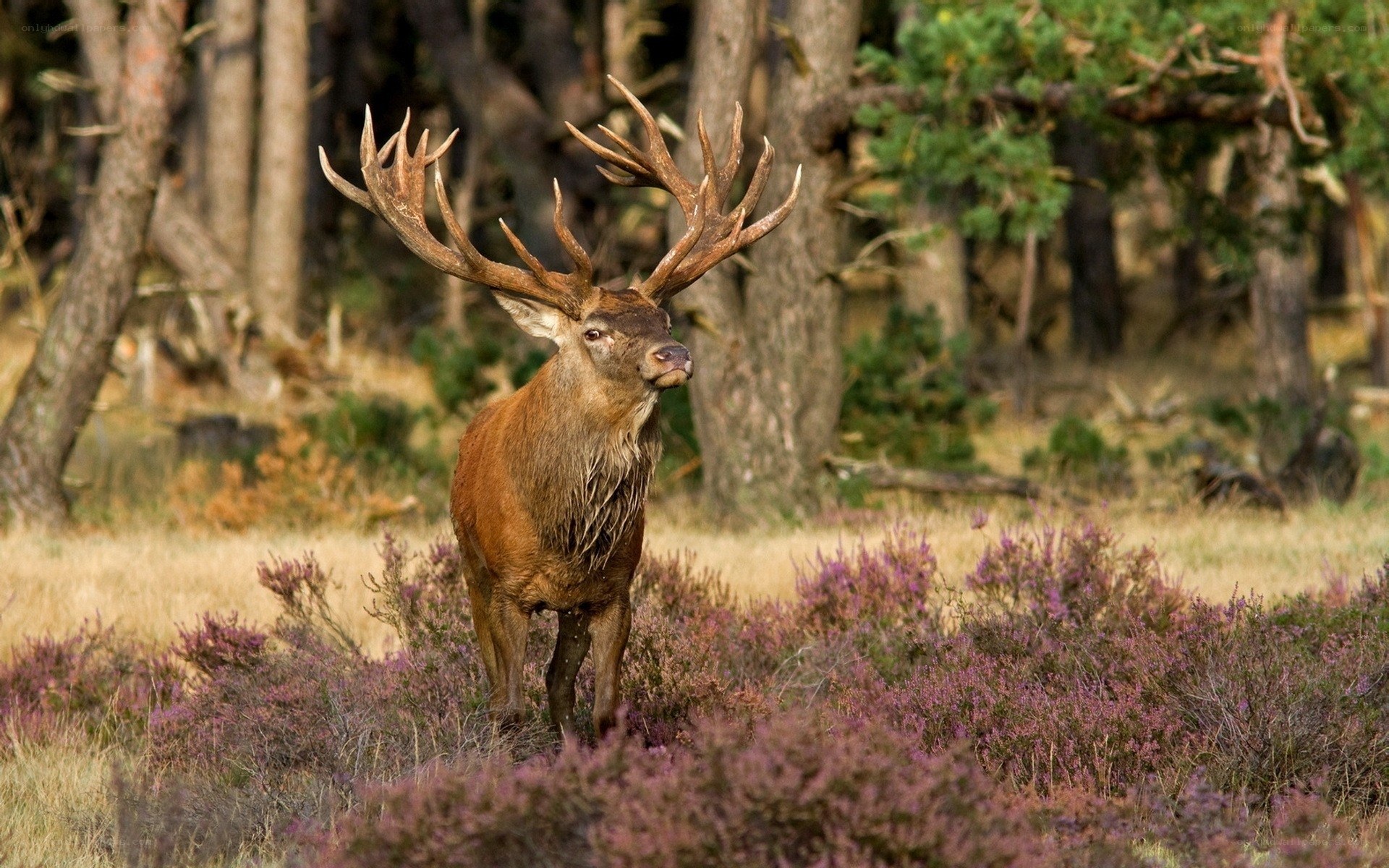 Red deer in heather field
