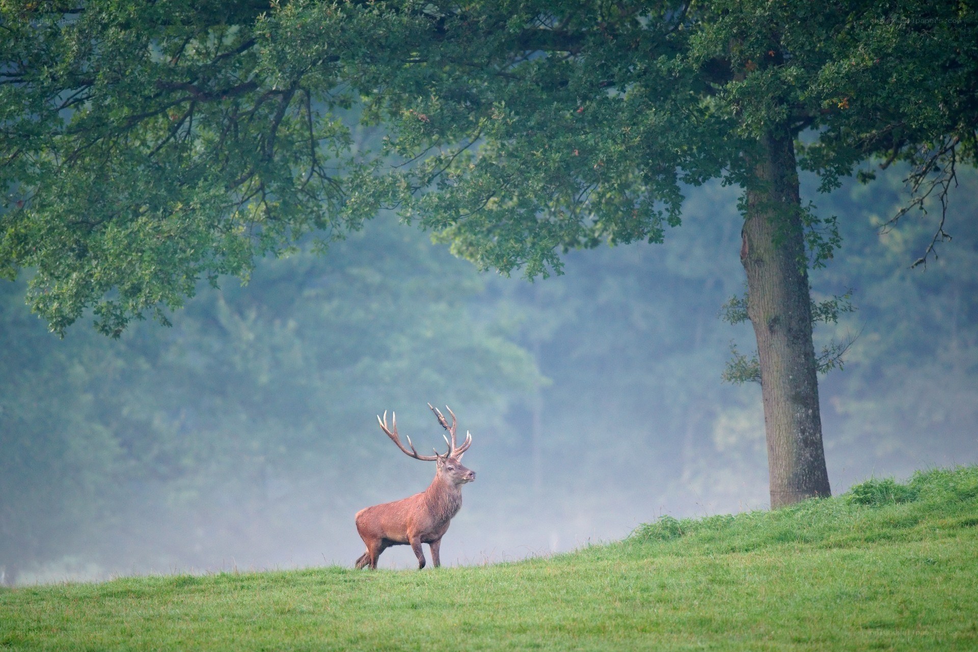 Red deer in misty forest