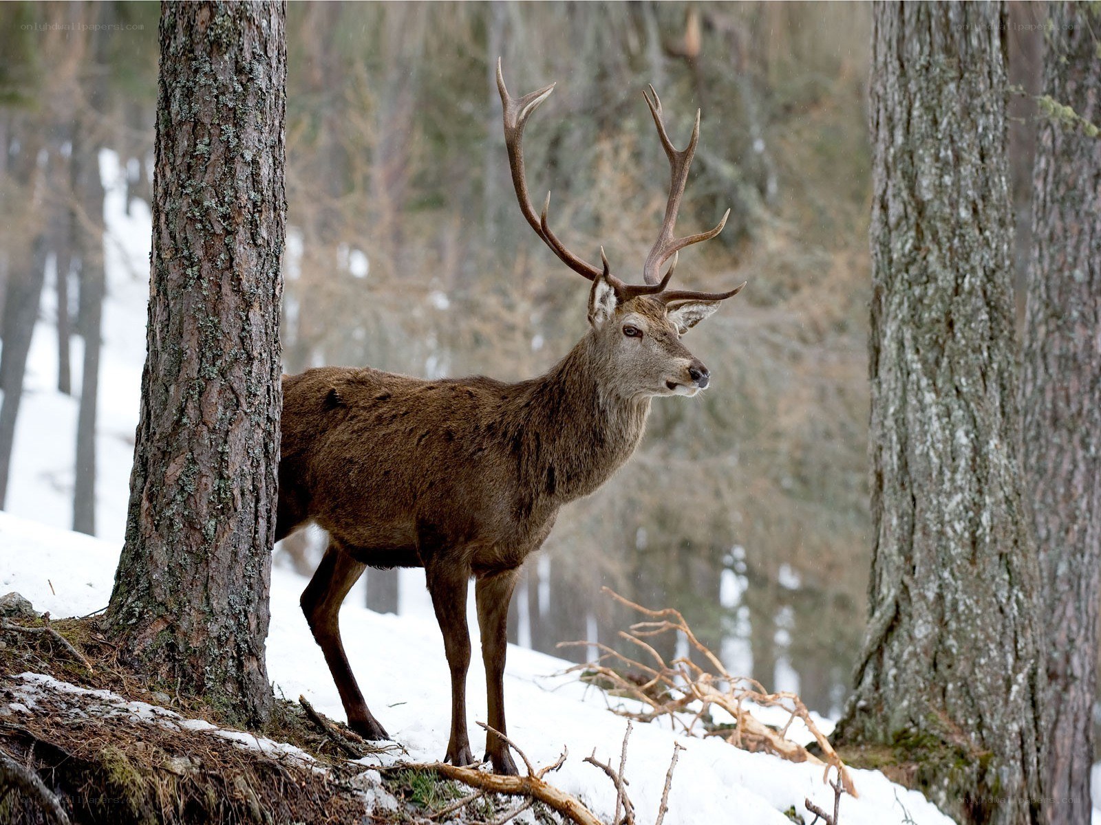 Red deer in snowy forest