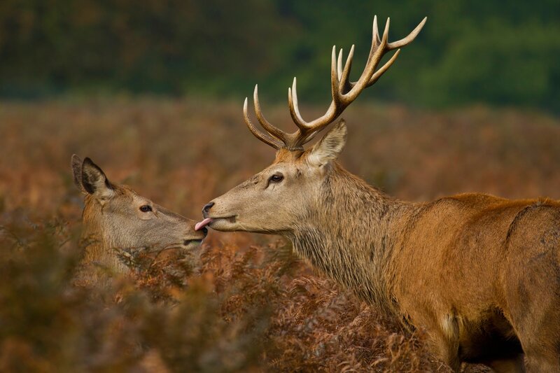Red Deer Pair in Field