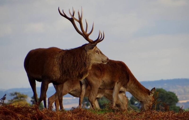 Red Deer Stag and Doe