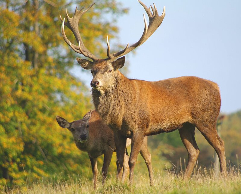 Red Deer Stag and Fawn