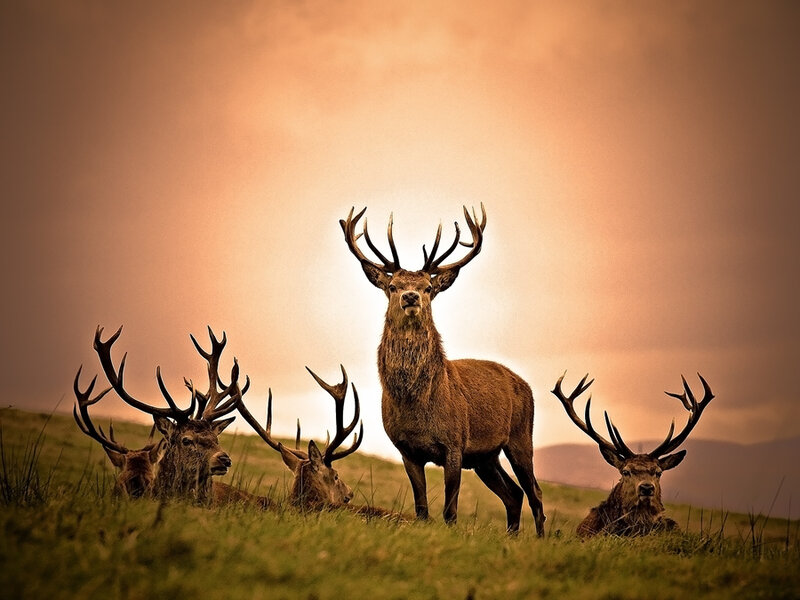 Red Deer Stag and Herd — Brown