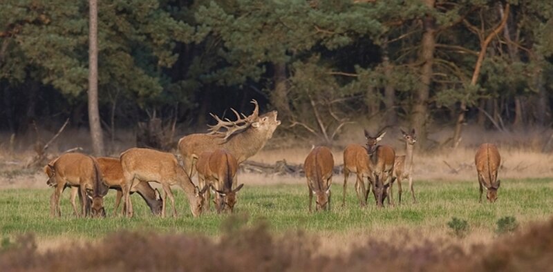 Red Deer Stag and Herd
