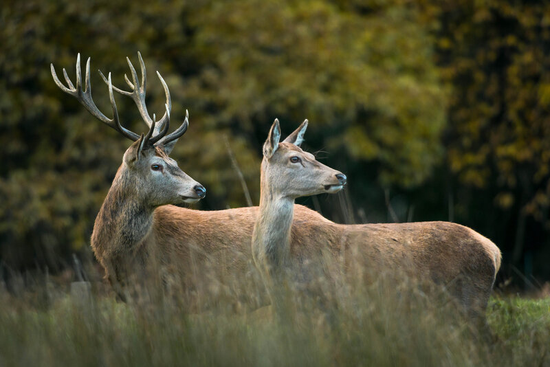 Red Deer Stag and Hind — Brown, Calm