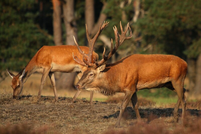 Red Deer Stag and Hind — Brown
