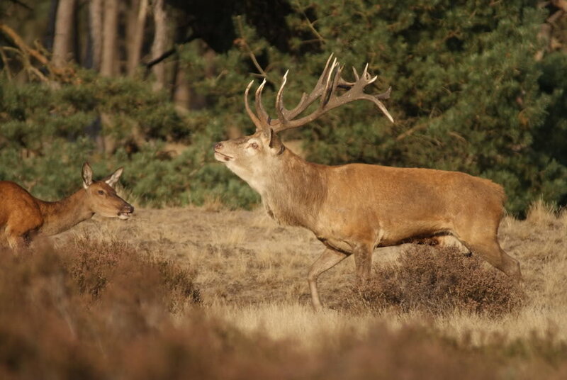 Red Deer Stag and Hind