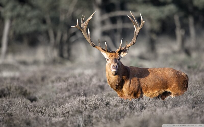 Red Deer Stag — Brown, Calm, Afternoon