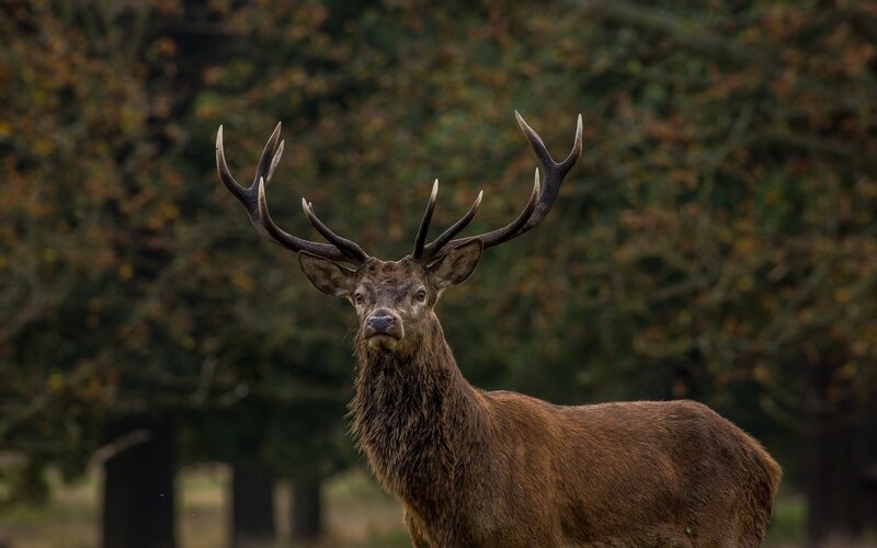 Red Deer Stag — Brown, Calm, Autumn