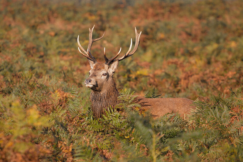 Red Deer Stag — Brown, Calm