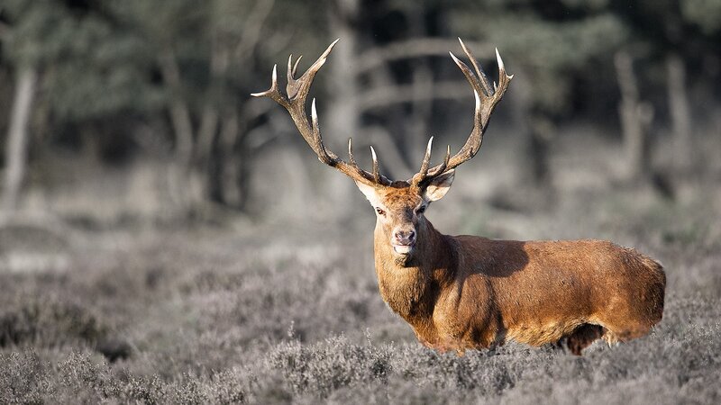 Red Deer Stag — Brown, Natural, Afternoon