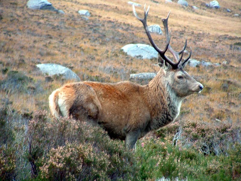 Red Deer Stag — Brown, Natural