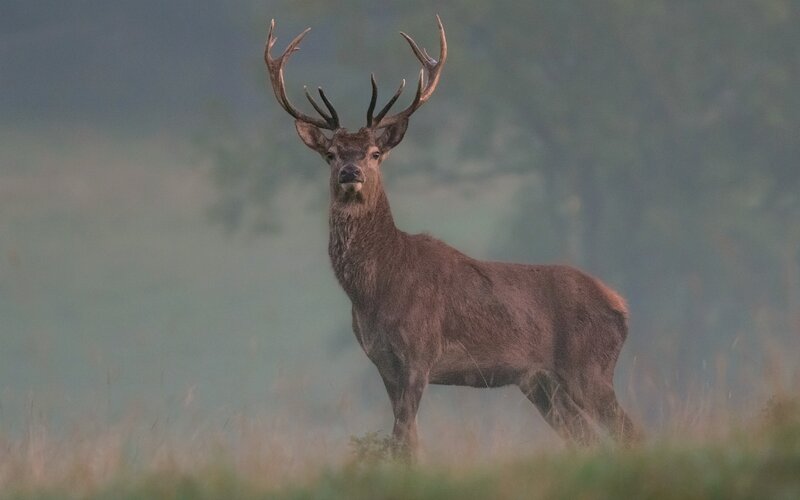 Red Deer Stag — Brown, Serene, Morning