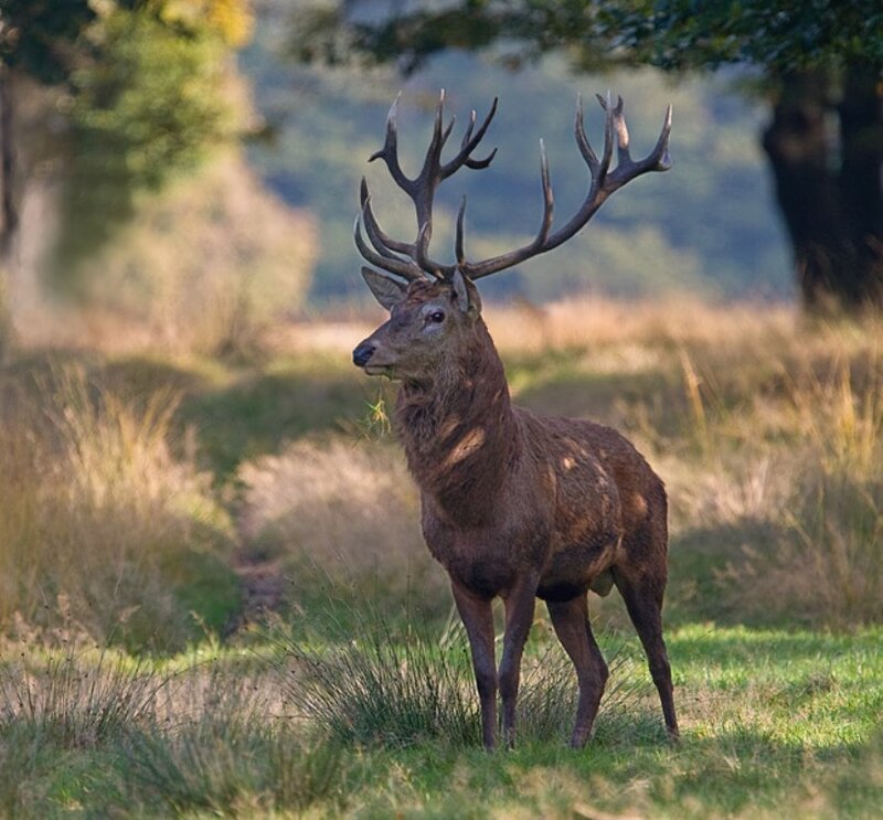 Red Deer Stag — Brown, Serene