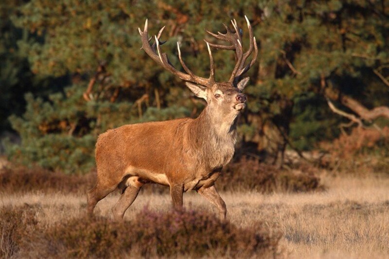 Red Deer Stag — Brown