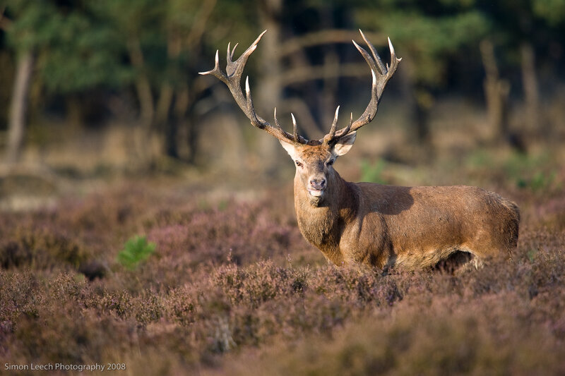 Red Deer Stag