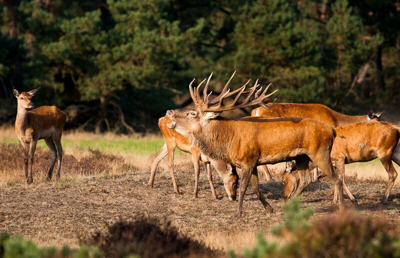 Red Deer Stag with Antlers