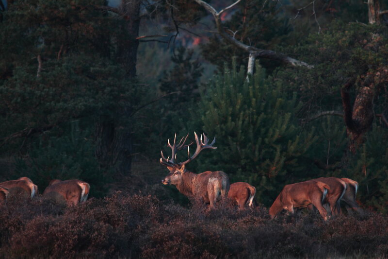 Red Deer Stag with Herd