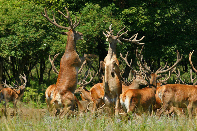 Red Deer Stags Fighting