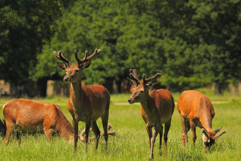 Red Deer Stags in Field