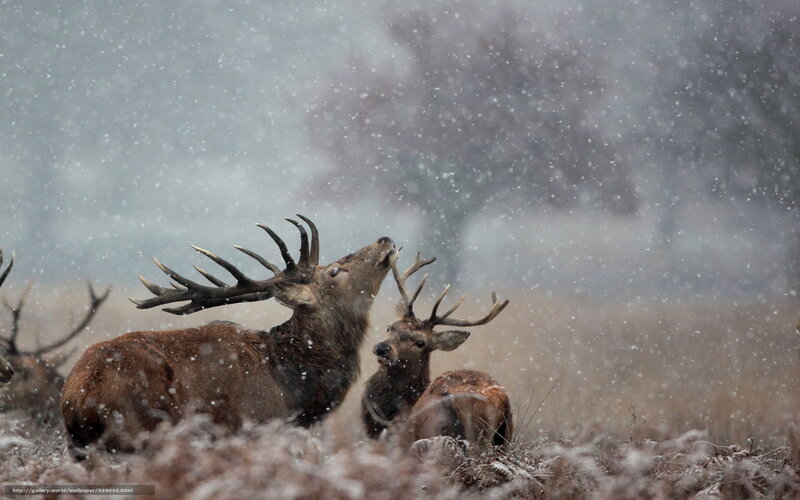 Red Deer Stags in Snow