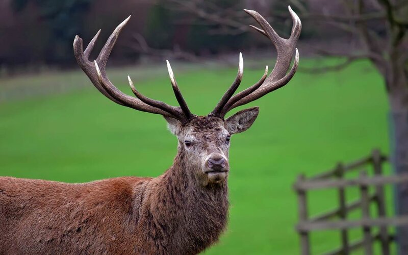 Red deer with large antlers