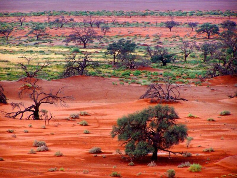 Red desert landscape with trees