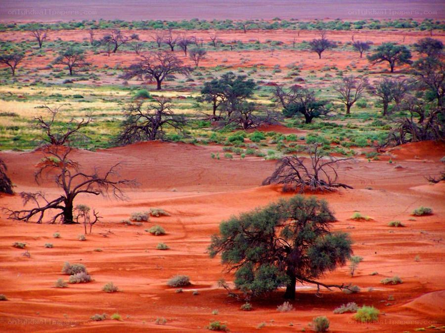 Red desert landscape with trees
