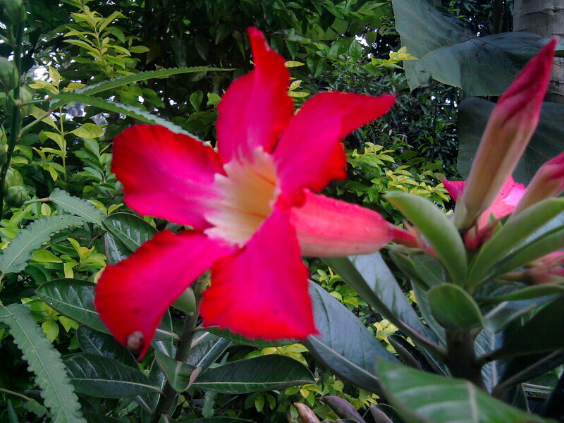 Red Desert Rose Flower — Natural